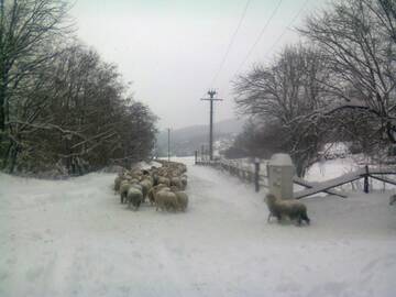 Фото номера Улучшенное шале Лоджи Farmhouse Rosehip Romania Brasov г. Рышнов 8