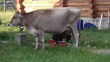 Фото номера Улучшенное шале Лоджи Farmhouse Rosehip Romania Brasov г. Рышнов 5
